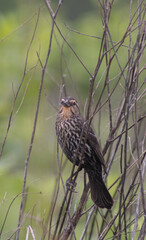 Bird in the thicket