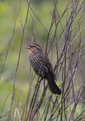 Bird in the thicket 2