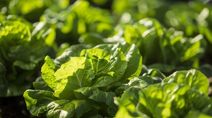 Obraz premium Organic fresh lettuces are growing in vegetable garden. 