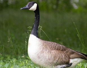 Canadian Goose