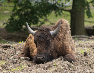american bison Sitting in the field