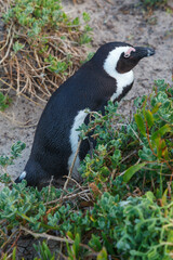 Obraz premium African Penguin Walking in Boulders Beach Cape Town South Africa