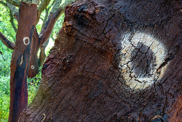 Cork trees. cork removed in 2000. number 0 written on the trunk.