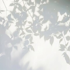 Leaf Shadows on White Surface.