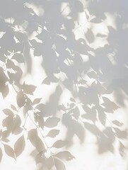 Leaf Shadows on White Surface.