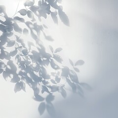Leaf Shadows on White Surface.