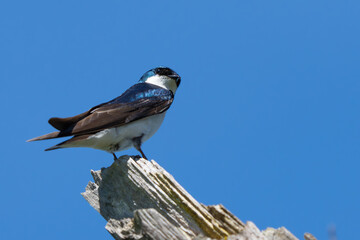 Beautiful Iridescent BlueTree Swallow Portrait