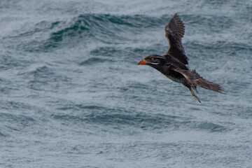 Rhinoceros Auklet in Flight Over Rough Seas