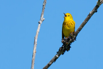 Beautiful Yellow Warbler Sings in Spring
