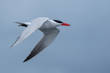 Graceful Caspian Tern in Flight Over Puget Sound