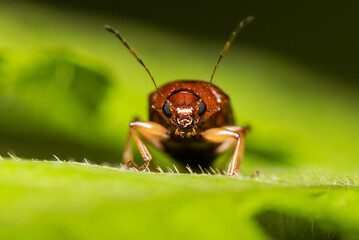 close frontal do besouro