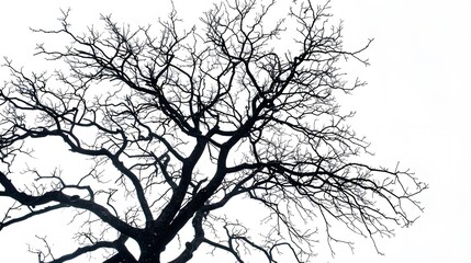 Fototapeta premium Details dried black leafless tree branches of big tree silhouette on white sky background,isolated. 