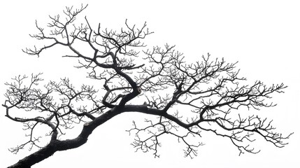 Fototapeta premium Details dried black leafless tree branches of big tree silhouette on white sky background,isolated. 