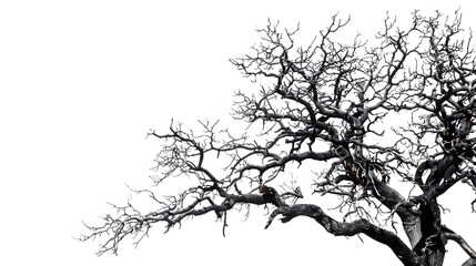 Fototapeta premium Details dried black leafless tree branches of big tree silhouette on white sky background,isolated. 