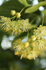 Beautiful linden tree with blossoms and green leaves outdoors