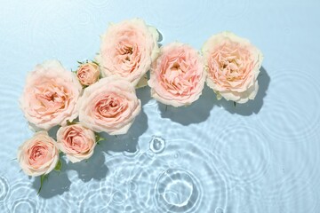 Beautiful rose flowers in water on light blue background, top view