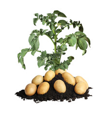 Potato plant, soil and tubers isolated on white