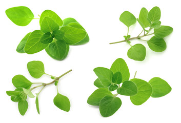 Fresh green oregano isolated on white, set