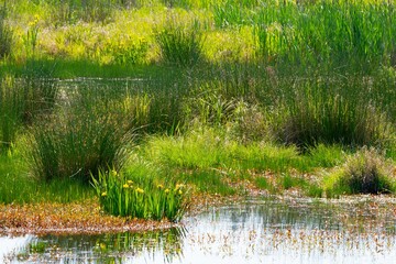 Vibrant Wetland Marsh Stores Carbon Dioxide