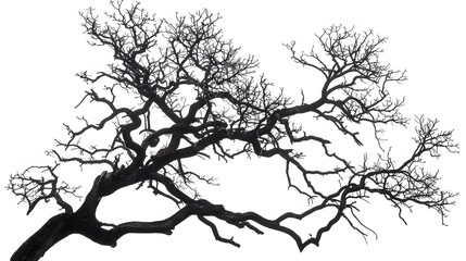 Obraz premium Details dried black leafless tree branches of big tree silhouette on white sky background,isolated. 