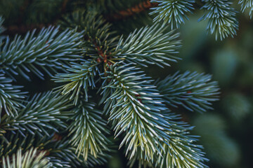 Background from Christmas tree branches Christmas Holiday card