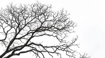 Details dried black leafless tree branches of big tree silhouette on white sky background,isolated. 