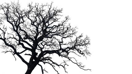 Obraz premium Details dried black leafless tree branches of big tree silhouette on white sky background,isolated. 