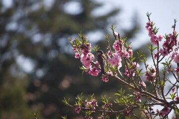 Bird in tree