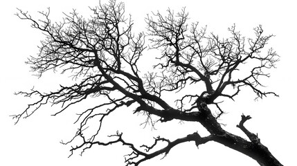 Fototapeta premium Details dried black leafless tree branches of big tree silhouette on white sky background,isolated. 
