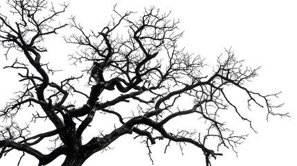 Fototapeta premium Details dried black leafless tree branches of big tree silhouette on white sky background,isolated. 