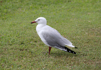 Silver Gull seagull bird standing on green grass