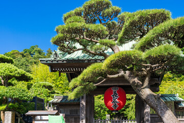 Fototapeta premium 鎌倉 長谷寺