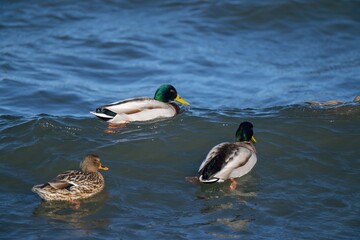 荒れた水面を波乗りのように泳ぐマガモ