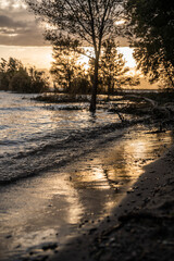 Tree Reflection On Shore of Lake Sunset Landscape