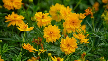 Close-up of Cosmos bipinnatus flower blooming in the field