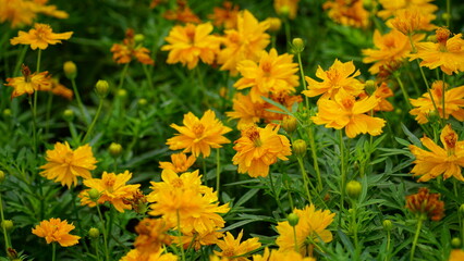 Close-up of Cosmos bipinnatus flower blooming in the field