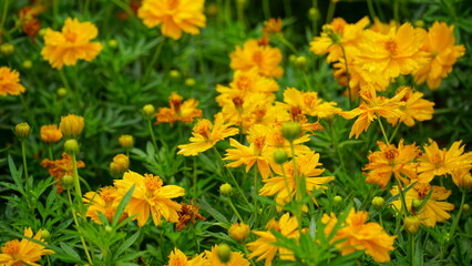 Close-up of Cosmos bipinnatus flower blooming in the field