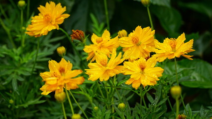 Close-up of Cosmos bipinnatus flower blooming in the field