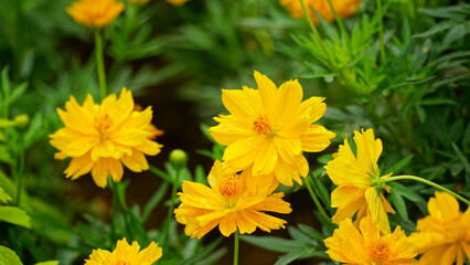 Close-up of Cosmos bipinnatus flower blooming in the field