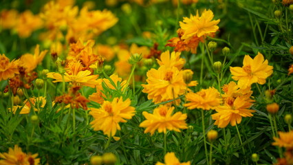 Close-up of Cosmos bipinnatus flower blooming in the field