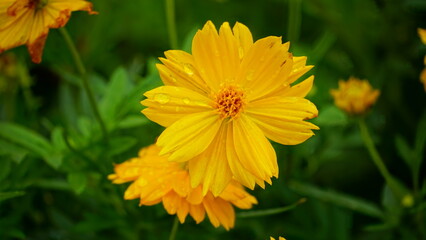 Close-up of Cosmos bipinnatus flower blooming in the field