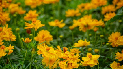 Close-up of Cosmos bipinnatus flower blooming in the field