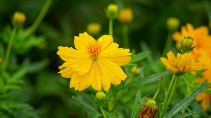 Close-up of Cosmos bipinnatus flower blooming in the field