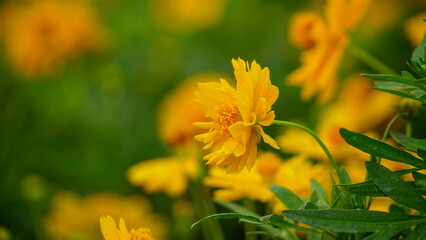 Close-up of Cosmos bipinnatus flower blooming in the field