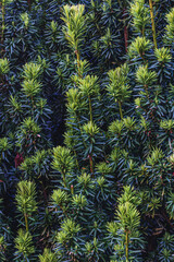 Landscaping of various conifers, trees and shrubs in the park. Photo