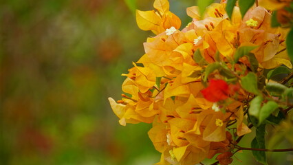 Close-up of Bougainvillea flowers blooming on a tree