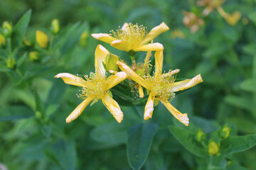 Three St. John's wort blooms at Wayside Woods in Morton Grove, Illinois