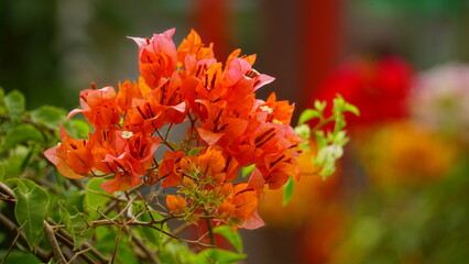 Close-up of Bougainvillea flowers blooming on a tree