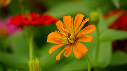 Close-up of blooming Zinnia angustifolia chrysanthemum