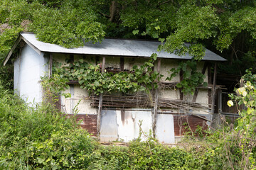 朽ちた小屋